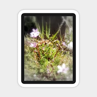 tiny pink wildflowers #2 Magnet