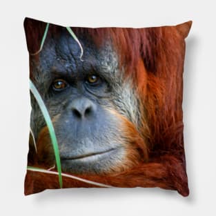 Orang-utan Pillow