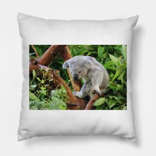 Koala Pillow