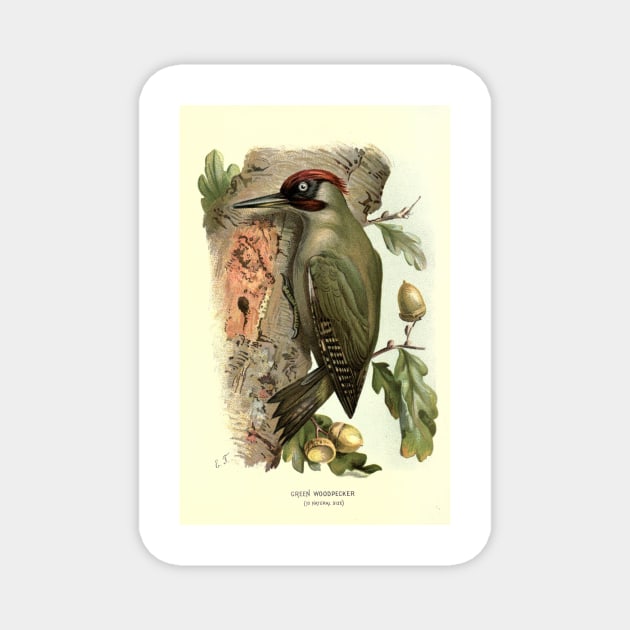Green Woodpecker Magnet by Jeramy's Store 1