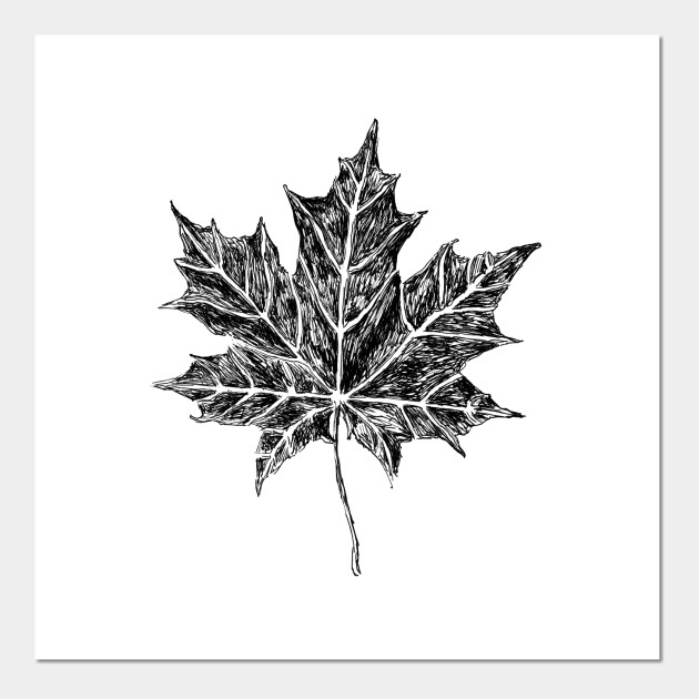 picture Realistic Maple Leaf Sketch maple leaf sketch maple leaf