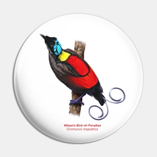 Wilson's Bird-of-Paradise | Cicinnurus respublica Pin