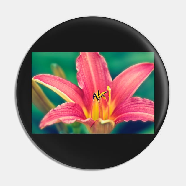 Daylily in Bloom Pin by InspiraImage