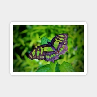 Green And Black Butterfly Magnet