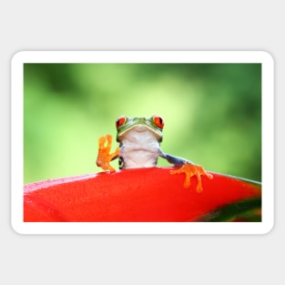 26712671 Red Eyed Tree Frog Stickers for Sale