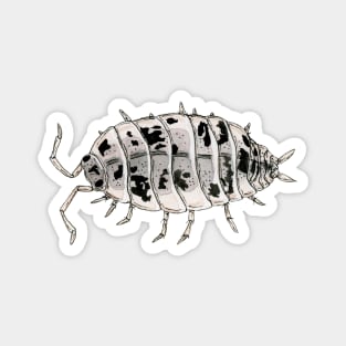 Porcellio laevis "Dairy Cow" Isopod Magnet