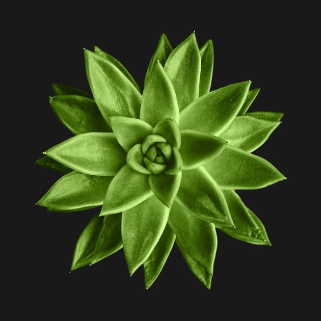 Greenery succulent Echeveria agavoides flower by PLdesign