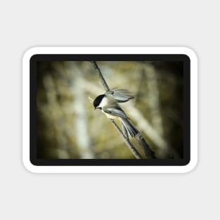 Vintage style photograph of a chickadee Magnet