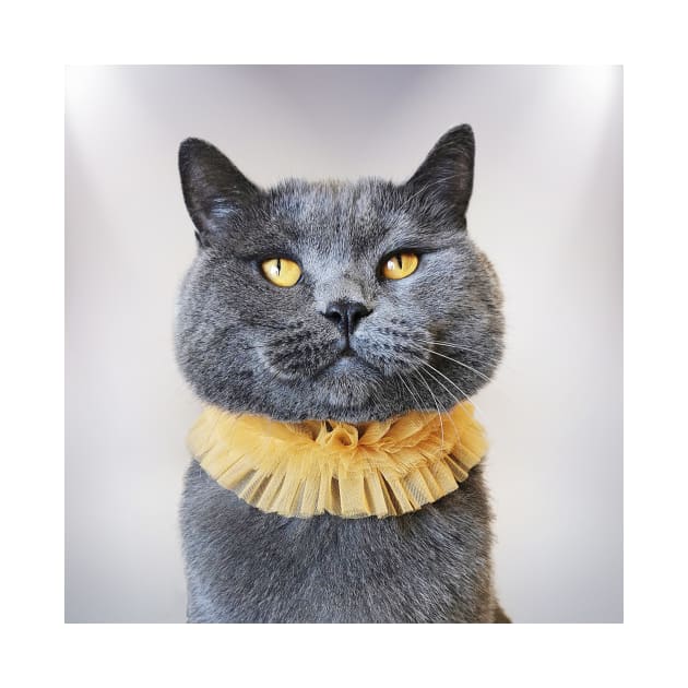 Morris The Cat - Feline Photo by Marian Voicu