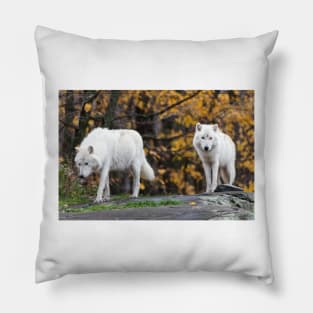 Pair of Arctic Wolves in fall Pillow