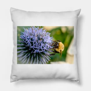 Small Globe Thistle With Bee 10 Pillow