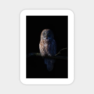 Great Grey Owl Magnet