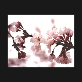 DC Cherry Blossoms T-Shirt