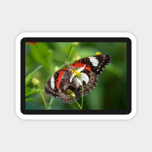 Orchard Swallowtail Butterfly Magnet