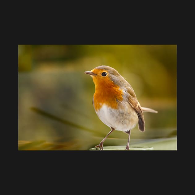 Robin Redbreast by rhintl