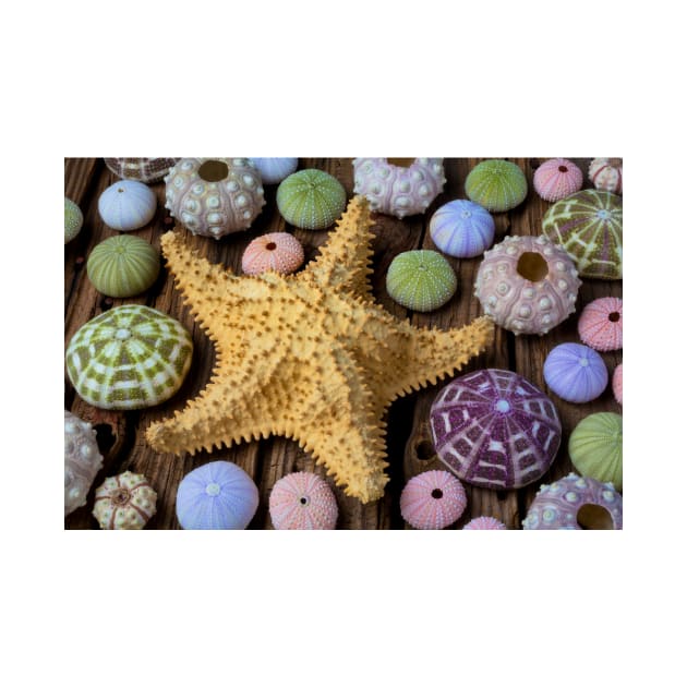 Giant Star And Sea Urchins by photogarry