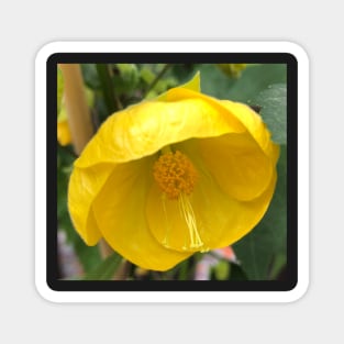 Openness of the Yellow Tender Flowering Maple Magnet