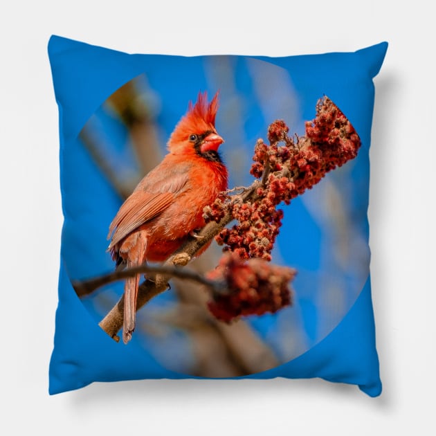 Hungry Cardinal Bird Photograph Pillow by love-fi