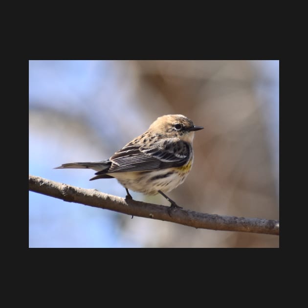 Yellow rumped Warbler by ToniaDelozier