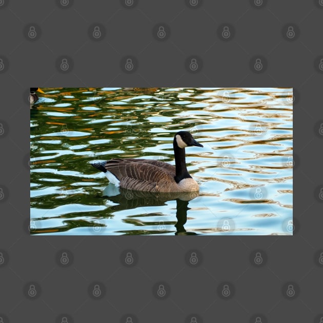 Canada Goose Swimming by BackyardBirder