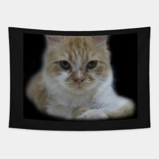 Cute Cat Face Photography Tapestry