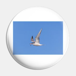 Roseate tern (Sterna dougallii) in flight Pin