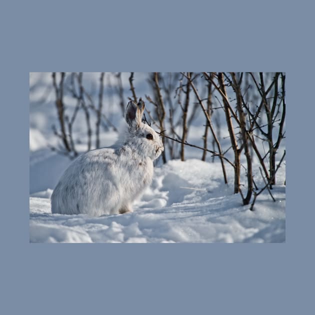 Snow Shoe Hare by jaydee1400