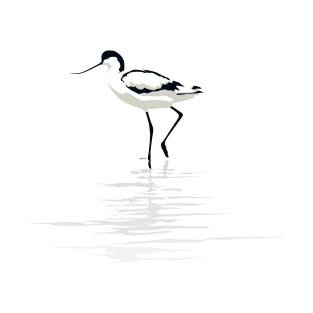 Pied Avocet T-Shirt