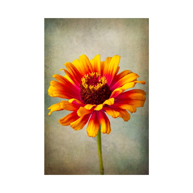 Lovely Textured Zinnia by photogarry