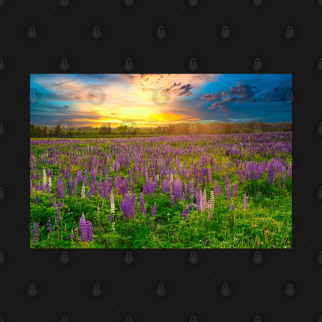 Lupins at Sunset by rconyard