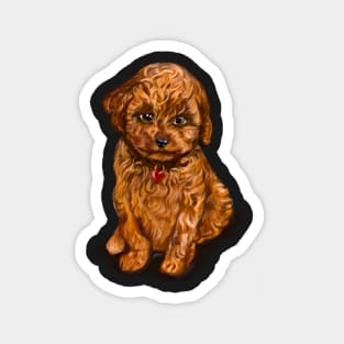 Cavapoochon Cavapoo Cavoodle - cute cavalier King Charles spaniel Bichon frise Magnet