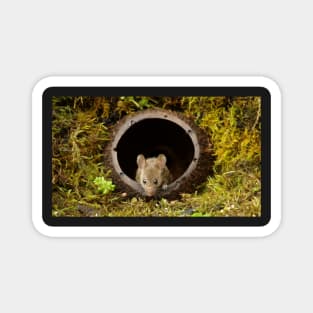 George the mouse in a log pile House - coconut shell house Magnet