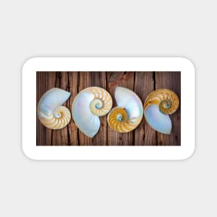 Four Chambered Nautilus Seashells Magnet