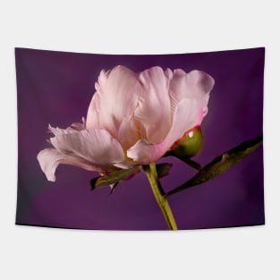 Purple Peony Tapestry