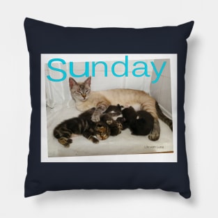 Cute Cats and Kittens Pillow