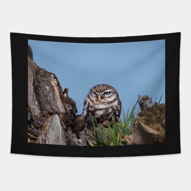 Little owl perched on at tree trunk Tapestry by Dolfilms