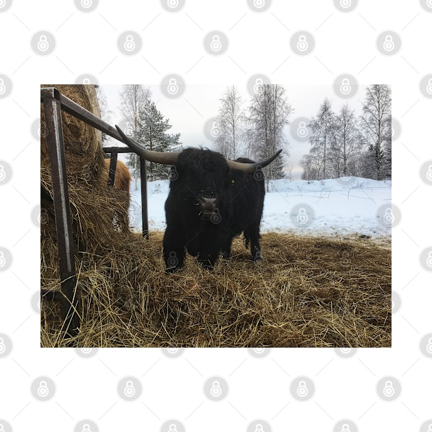 Scottish Highland Cattle Bull 1914 by SaarelaHighland