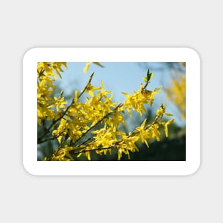 Forsythia in spring Magnet