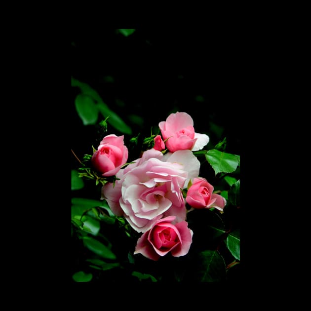 Rose Group, Garden Pink Flowers Macro Photo by JonDelorme
