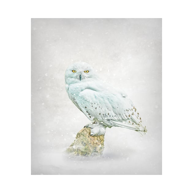 Snowy owl portrait by Tarrby