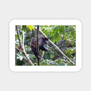 Howler monkey and baby Magnet