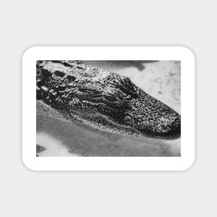 black and white alligator 2 Magnet