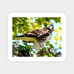 Colorado Red Tailed Hawk Magnet