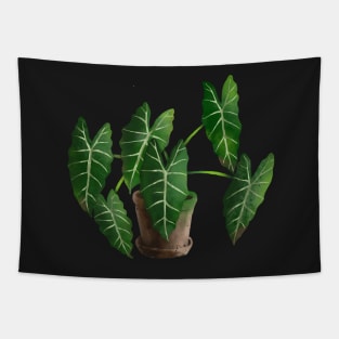 Alocasia Micholitziana Frydek Tapestry