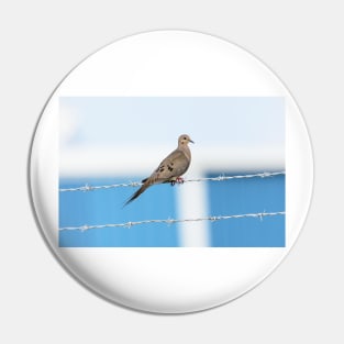 Mourning Dove on the Wire Pin