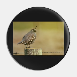 CA Quail Pin