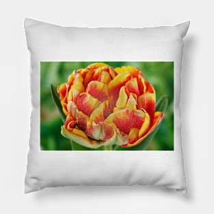 Tulipa  &#39;Cilesta&#39;    Double Early Group  Tulip   Artistic filter applied to photo Pillow