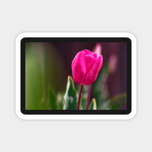 Tulip in a garden Magnet