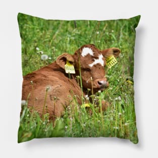 Love Cows - Calf Pillow