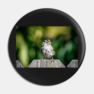 White-crowned sparrow Pin